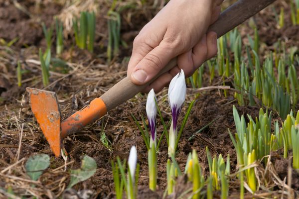 Flower Garden Weeding in Cave Creek