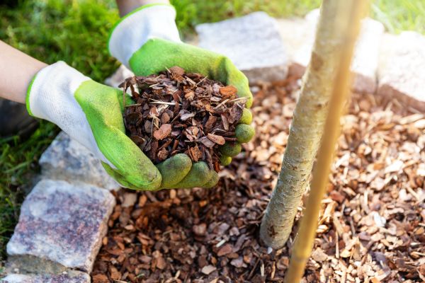 Tree Bark Delivery in Cave Creek