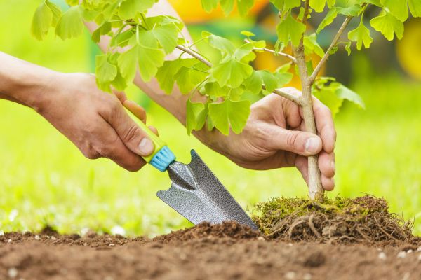 Fruit Tree Planting in Cave Creek