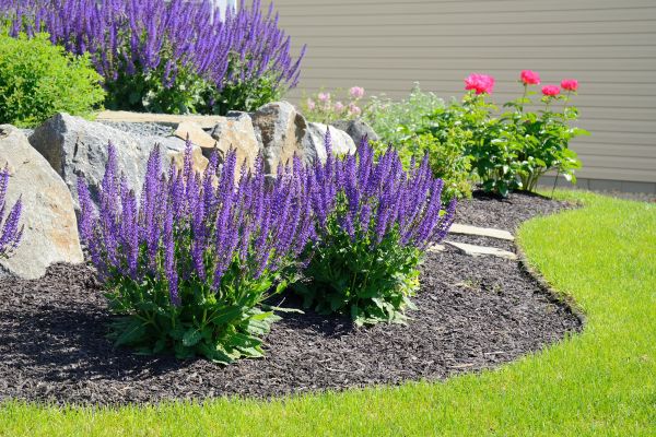 Landscape Planting Service in Cave Creek