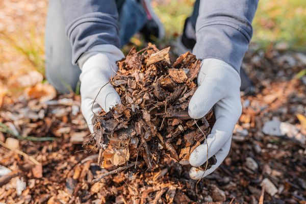 Shredded Mulch Installation in Cave Creek