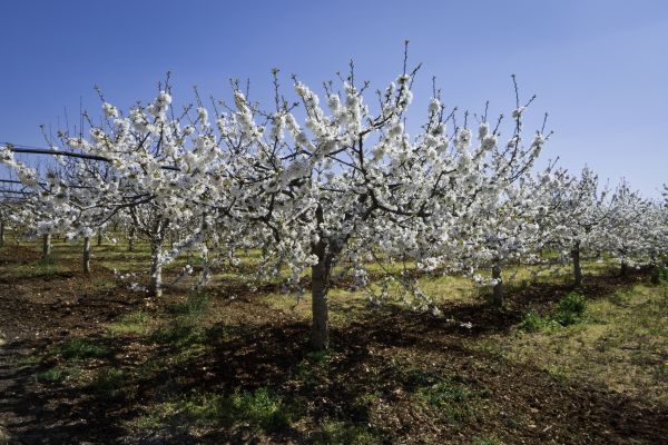Orchard Planting in Cave Creek
