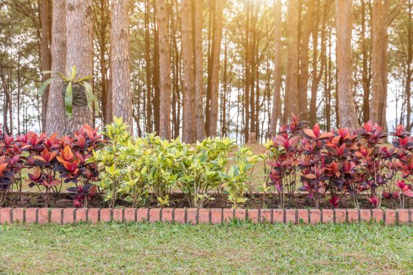 Small Garden Landscaping in Cave Creek
