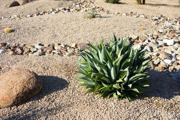 Xeriscaping Service in Cave Creek