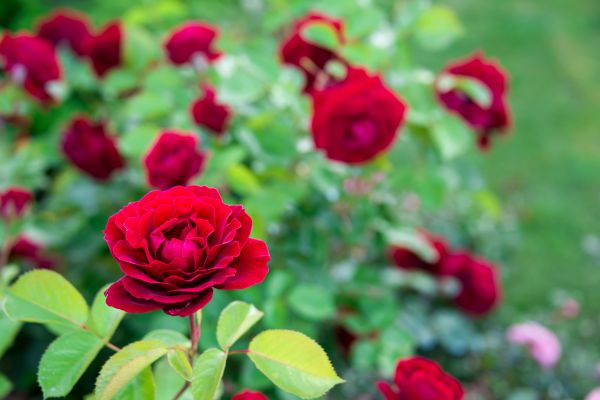Rose Planting in Cave Creek
