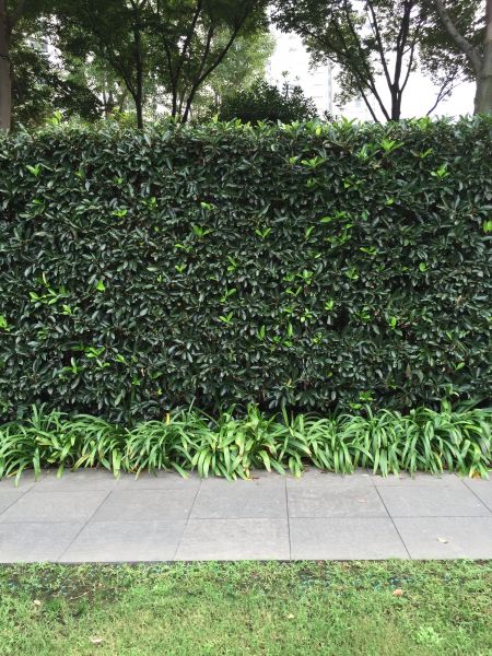 Privacy Shrub Planting in Cave Creek