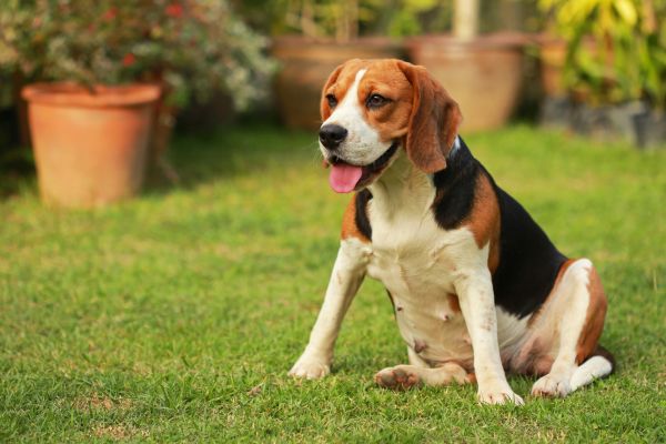 Dog Friendly Landscaping in Cave Creek