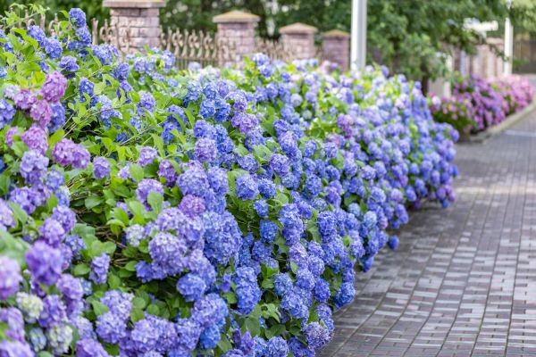 Hydrangea Landscaping in Cave Creek