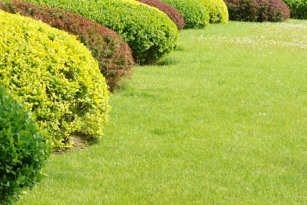 Shrubbery Planting in Cave Creek