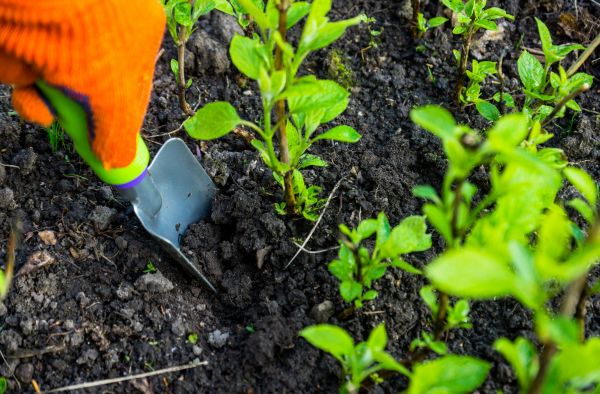 Hydrangea Planting in Cave Creek