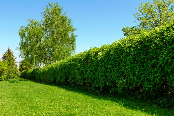 Hedge Replacement in Cave Creek