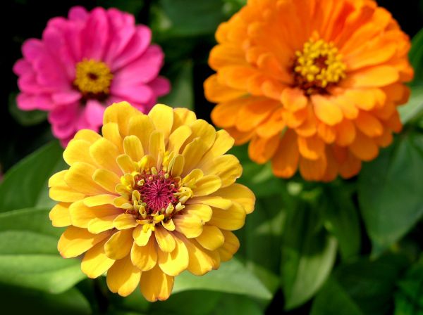 Zinnia Planting in Cave Creek
