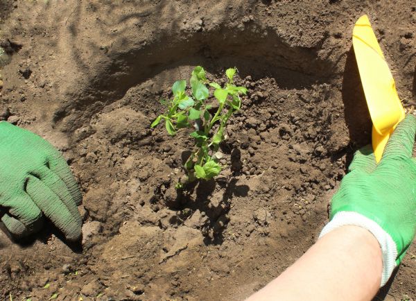 Rose Bush Planting in Cave Creek