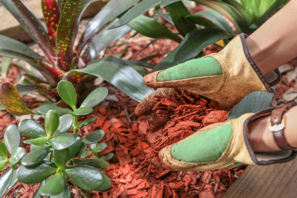 Residential Mulching in Cave Creek