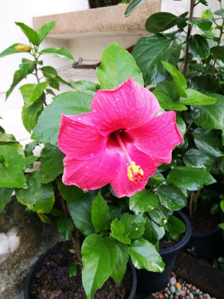 Hibiscus Planting in Cave Creek