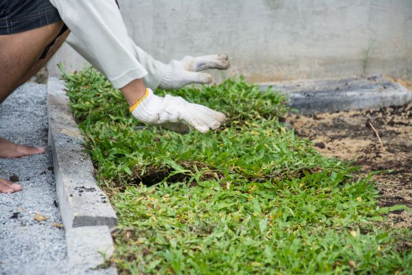Ground Cover Planting in Cave Creek