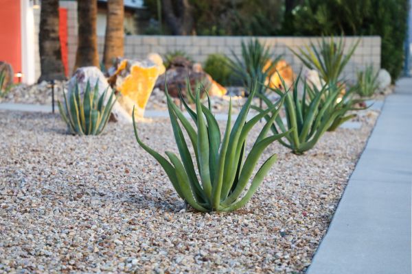 Drought Resistant Landscaping in Cave Creek
