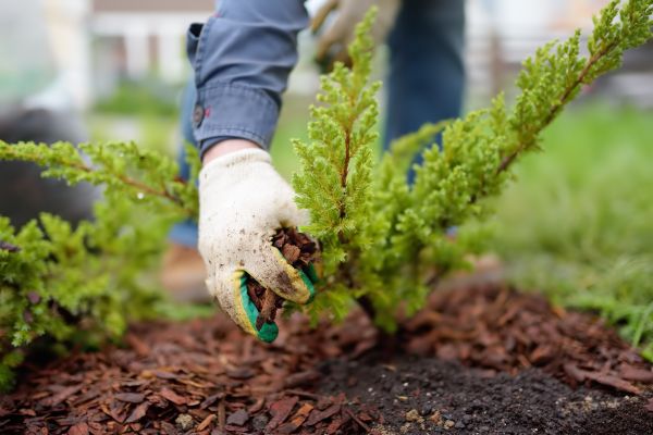 Church Mulching in Cave Creek