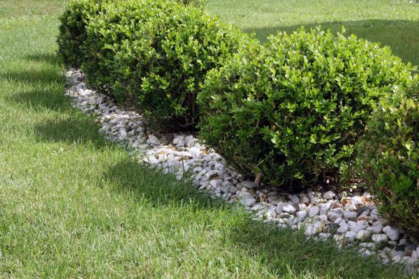 Boxwood Planting in Cave Creek