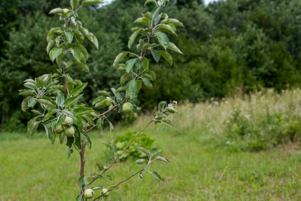 Apple Tree Planting in Cave Creek